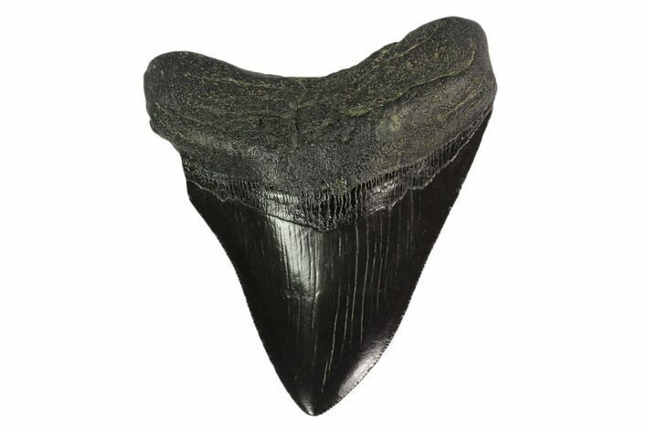 Serrated, Fossil Megalodon Tooth - South Carolina #135932